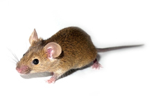 New roles for huntingtin: removing a healthy protein to understand its function