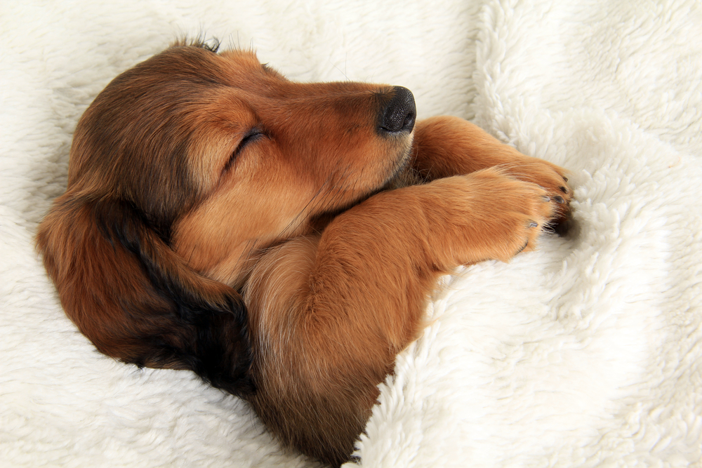 Melatonin alterations in Huntington's disease help explain trouble with sleep