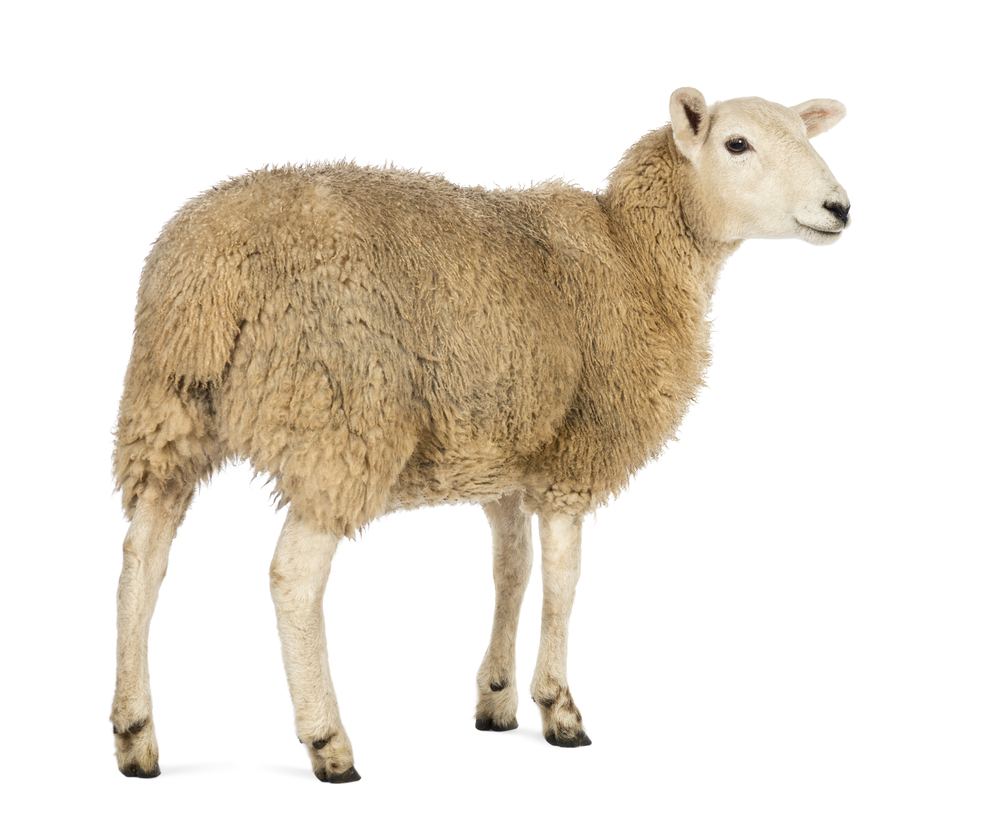 Sheep leading the flock: metabolism and biomarkers in HD